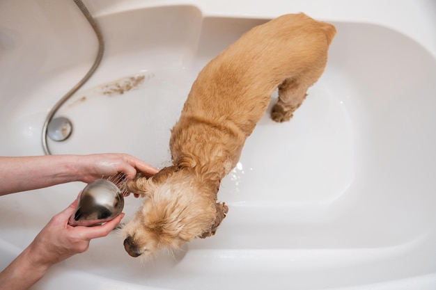 Grumer lave le chien avec de la mousse et de l'eau