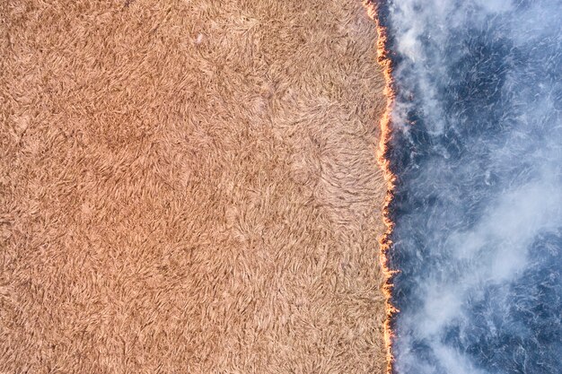 Les grumes de bois extraites de la forêt de pins reposent sur une pile