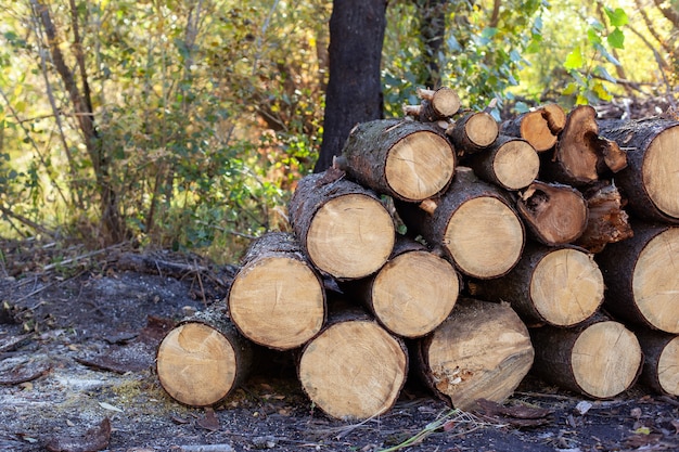 Grumes en bois avec forêt