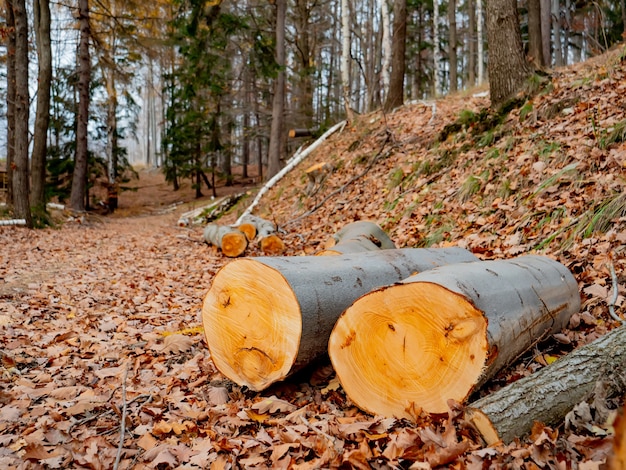 Grumes de hêtre dans une forêt, Pologne