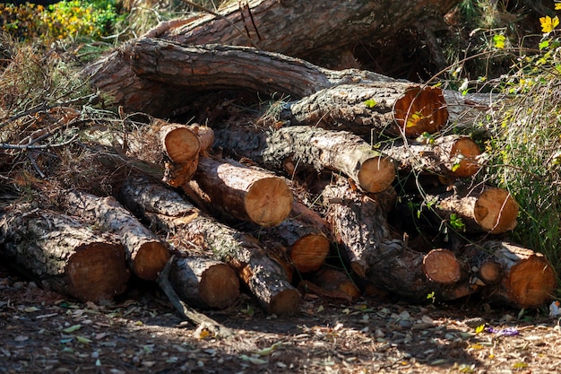 grumes de pin fraîchement coupées entassées près d'une route forestière