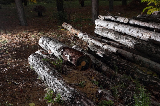 Grumes sur un tas sur fond de forêt Concept de déforestation Les arbres abattus reposent sur le sol