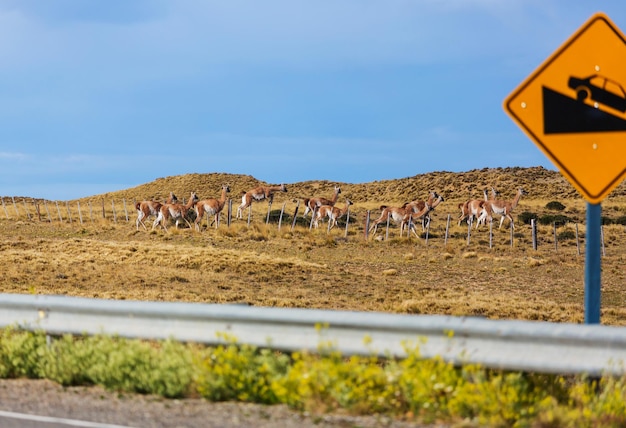 Guanaco (Lama Guanicoe) en Patagonie