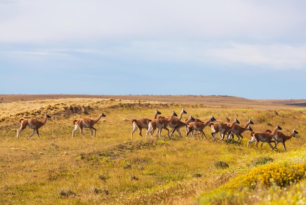 Guanaco (Lama Guanicoe) en Patagonie