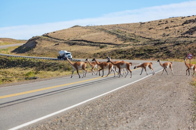 Guanaco (Lama Guanicoe) en Patagonie