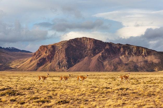 Guanaco (Lama Guanicoe) en Patagonie