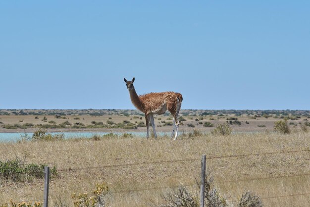 le guanaco en Patagonie le lama sauvage