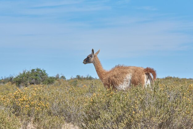 le guanaco en Patagonie le lama sauvage