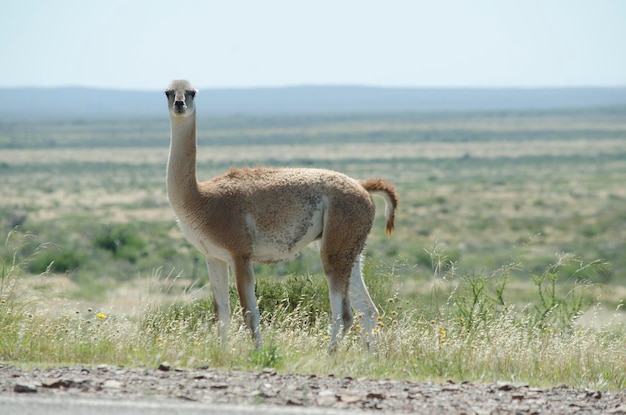 le guanaco regardant la caméra au milieu du champ le guanaco de la Patagonie