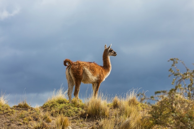 Guanaco sauvage (Lama Guanicoe) dans la prairie de Patagonie, Chili, Amérique du Sud