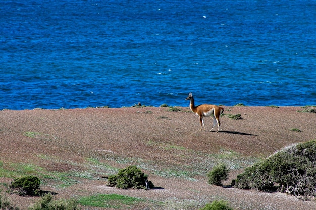 Guanaco sauvage sur une plage de Patagonie avec un fond marin