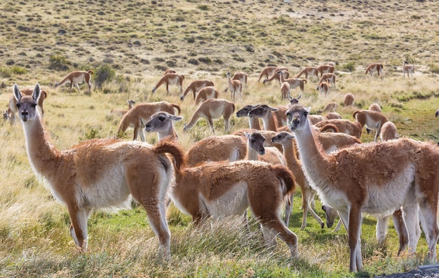 Guanaco