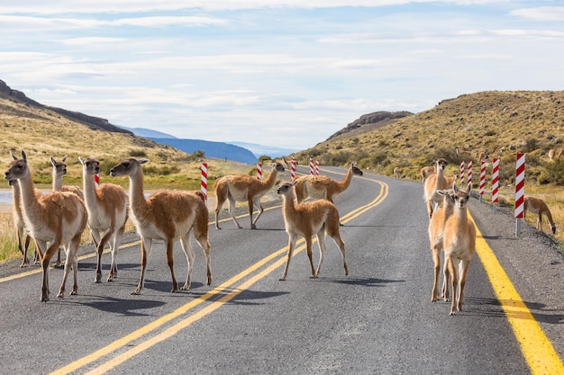 Guanaco