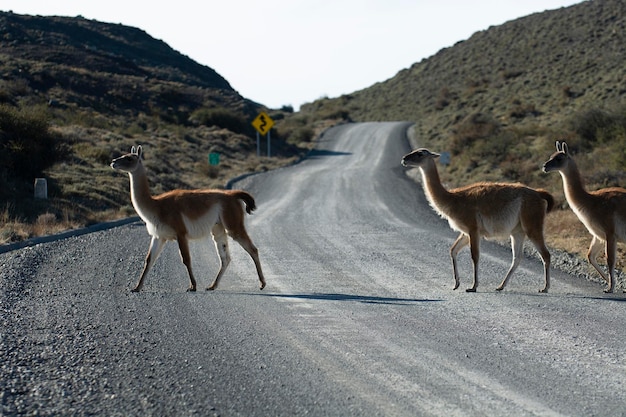 Guanacos pâturageParc National Torres del Paine Patagonie Chili