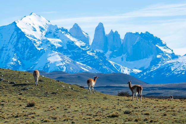 Guanacos pâturageParc National Torres del Paine Patagonie Chili