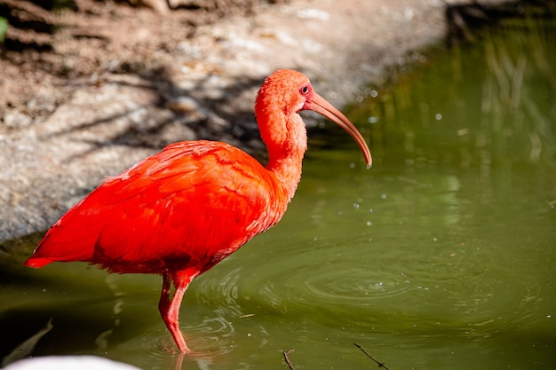 Le guar rouge est un oiseau pélécaniforme de la famille des Threskiornithidae