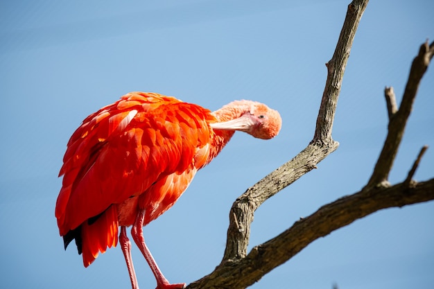 Le guar rouge est un oiseau pélécaniforme de la famille des Threskiornithidae