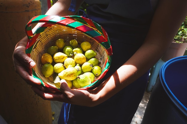 Photo guayaba mexicaine de l'état de guerrero