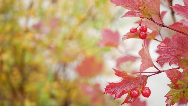 Guelder rose d'automne rouge laisse des feuilles d'automne de baies de viorne sauvages dans la forêt pluvieuse