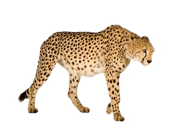 Guépard - Acinonyx jubatus sur un blanc isolé