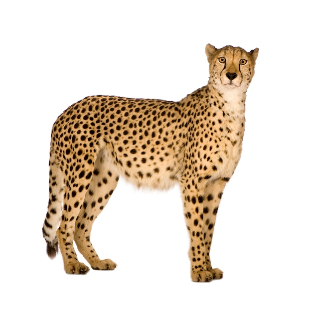 Guépard - Acinonyx jubatus sur un blanc isolé