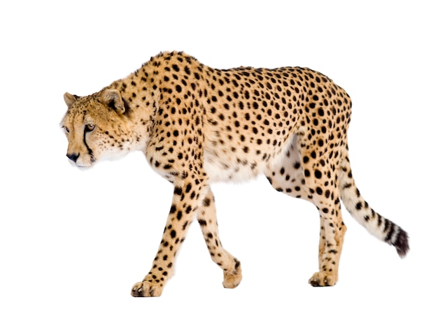 Guépard - Acinonyx jubatus sur un blanc isolé