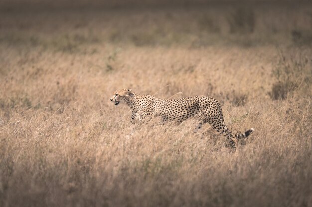 Guépard Acinonyx jubatus