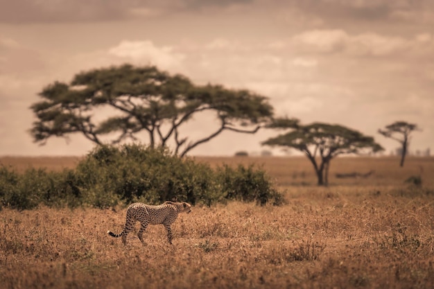 Photo guépard acinonyx jubatus