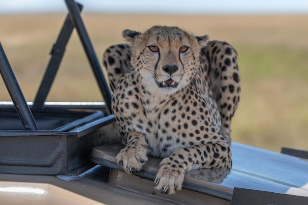 Guépard Acinonyx jubatus