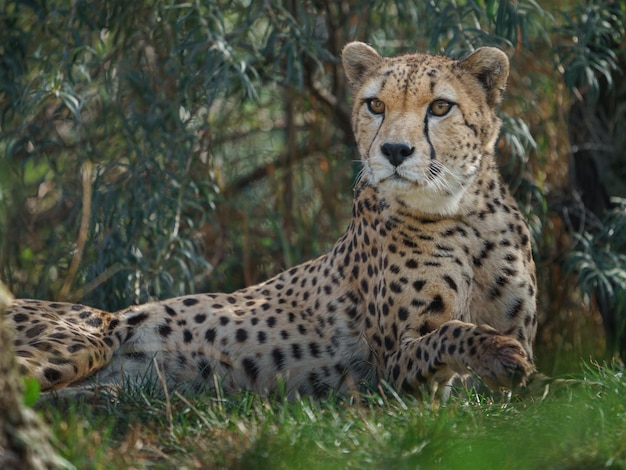 Guépard d'Afrique du Nord-Est