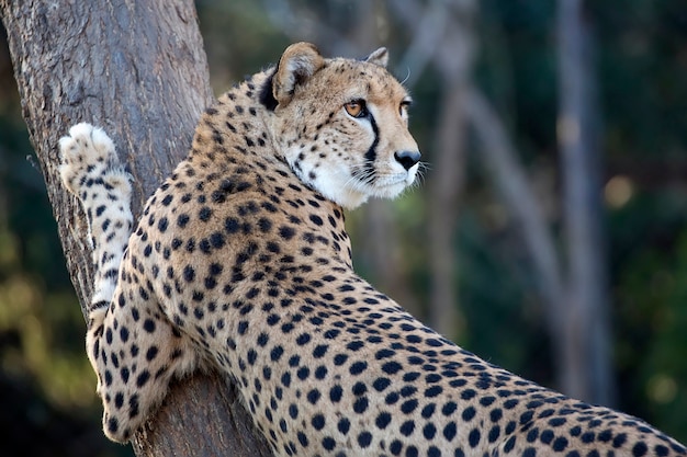 Guépard sur un arbre