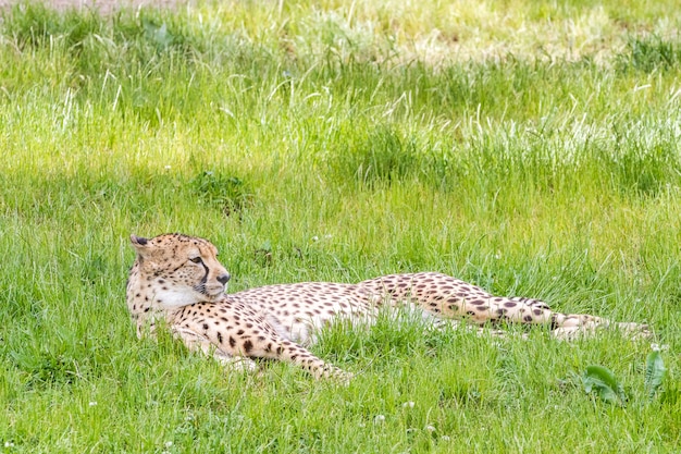 Un guépard asiatique