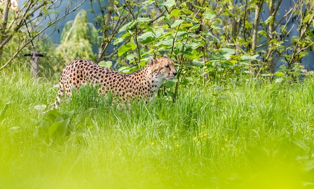 Un guépard asiatique