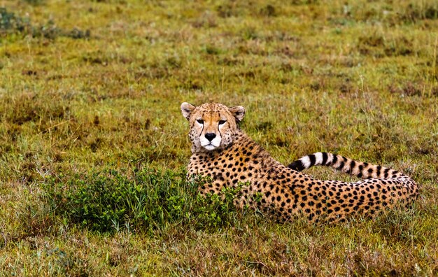 Guépard au repos. Serengeti, Tanzanie