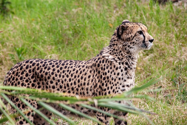 Guépard dans le delta de l'Okavango - Parc national de Moremi au Botswana