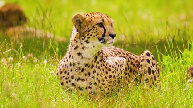 Un guépard dans l'herbe avec un fond vert