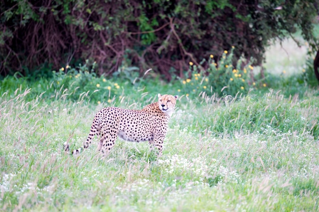 Guépard dans la prairie de la savane au Kenya