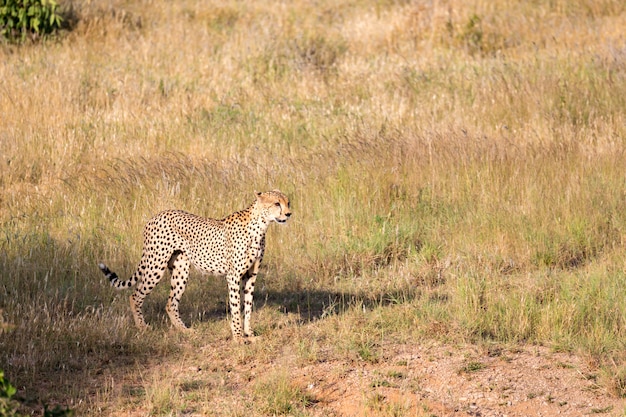 Guépard dans la prairie de la savane au Kenya