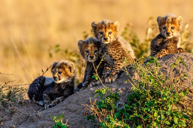 Photo le guépard dans la réserve nationale de masai mara