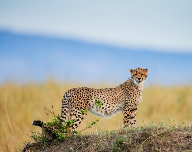 Guépard dans la savane.