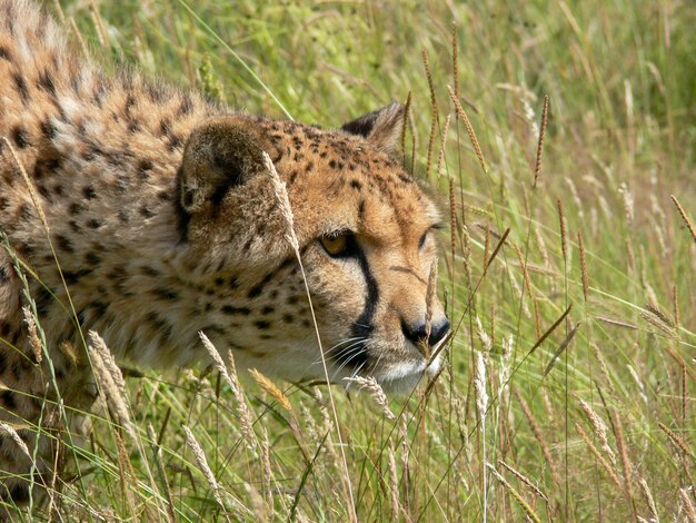 Le guépard dans un zoo