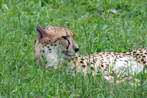 Le guépard est allongé sur l'herbe