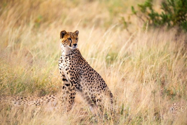 Le guépard est assis au milieu de l'herbe