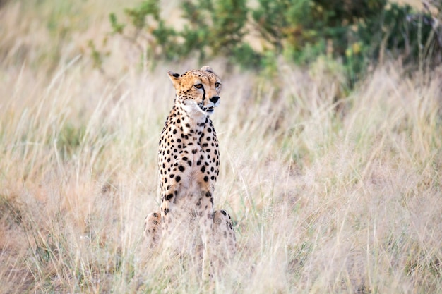 Un guépard est assis dans la savane à la recherche d'une proie