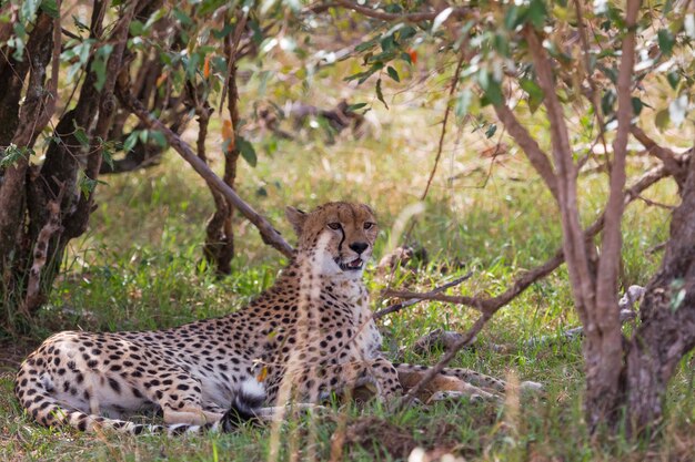 Le guépard est fatigué après la course pour l'impala au repos dans la brousse Kenya Afrique