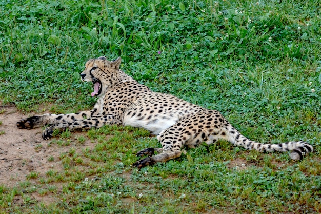 Guépard marchant dans le pré