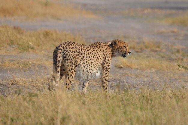 Le guépard marche sur le champ.