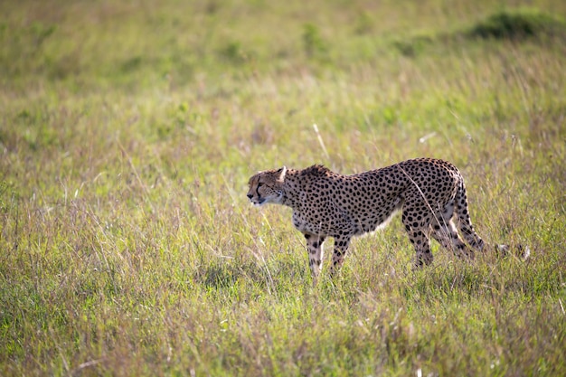 Un guépard marche entre l'herbe et les buissons dans la savane du Kenya