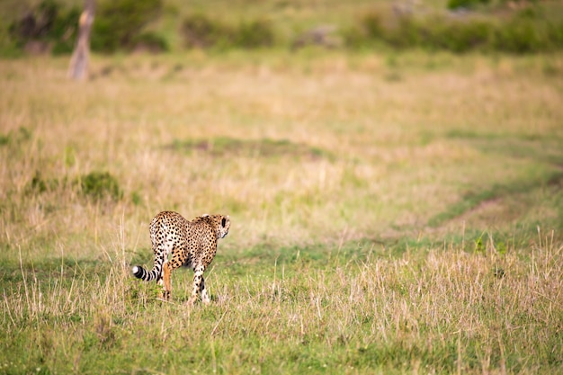 Un guépard marche entre l'herbe et les buissons dans la savane