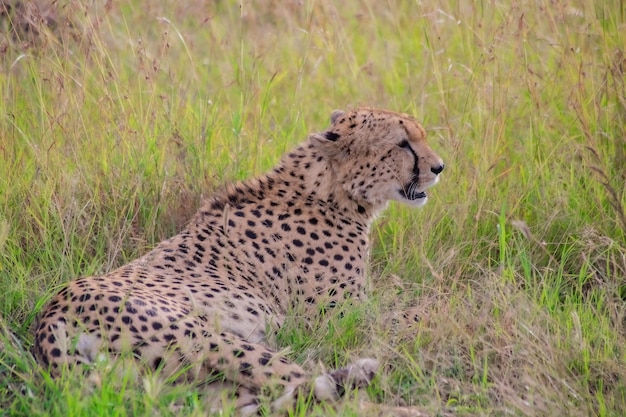 Guépard mignon sauvage se refroidissant dans l'herbe dans la réserve nationale de Masai Mara au Kenya